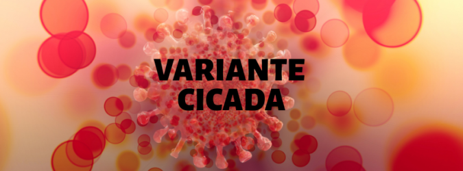 Covid variante Cicada