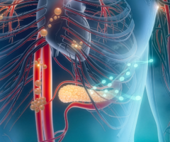 Pancreas