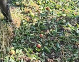 Grandine, agricoltura in ginocchio nelle Marche