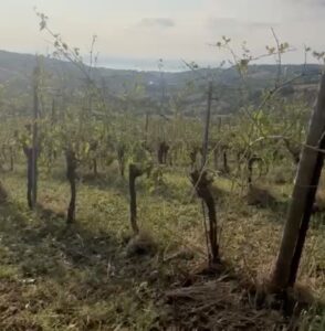 Grandine, agricoltura in ginocchio nelle Marche
