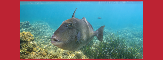 Pesce balestra