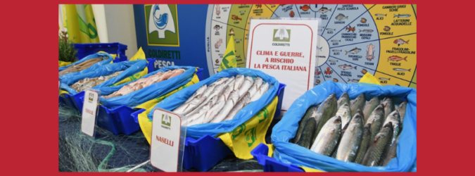 Pesca nelle Marche, Coldiretti: “Bene le misure del Masaf, ora bisogna accelerare”