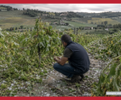 Grandine, agricoltura in ginocchio nelle Marche