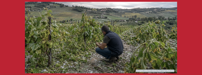 Grandine, agricoltura in ginocchio nelle Marche