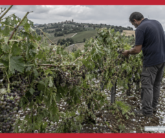 Grandine sui vigneti del Piceno
