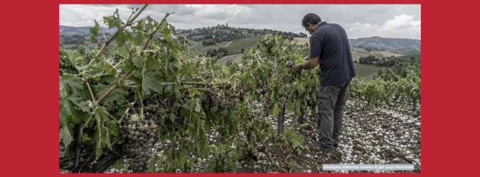 Grandine sui vigneti del Piceno
