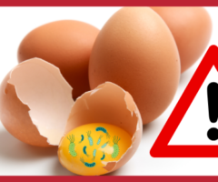 salmonella