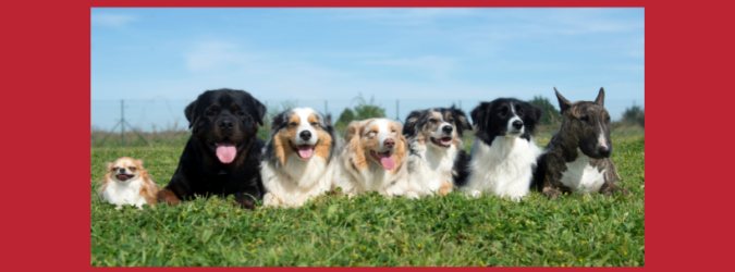 giornata mondiale del cane