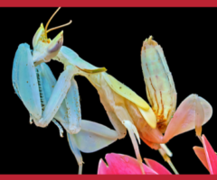 mantidi