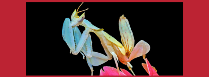 mantidi