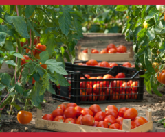 Pomodoro, raccolta al via nelle Marche