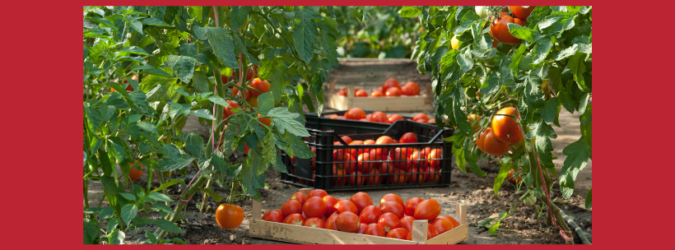 Pomodoro, raccolta al via nelle Marche