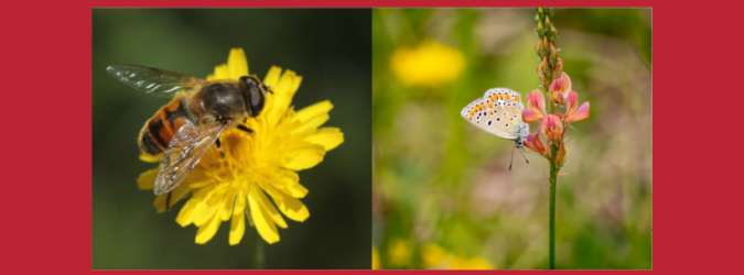 LIFE BEEadapt