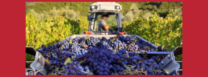 Vendemmia