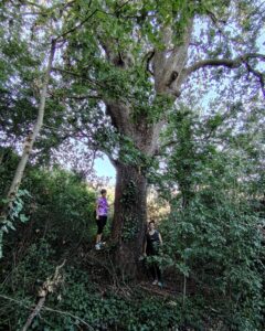 alberi monumentali Folignano, Sentiero dei Giganti, Green Talk Folignano, olivo Serrechetta, turismo sostenibile Marche