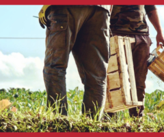 AMA Aquilone, servizio civile agricolo, Castel di Lama, AMA terra, agricoltura sociale, giovani, servizio civile universale, inclusione sociale, agricoltura biologica, opportunità Marche