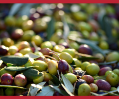 olio di oliva, olio extravergine, olio lampante, prezzi olio, ISMEA, olivicoltura, raccolta olive, resa olio, costi di produzione, agricoltura