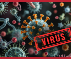 virus Shamonda, Shamonda, sintomi Shamonda, ECDC, Francia, SItI, One Health, Culicoides, malattie infettive, salute